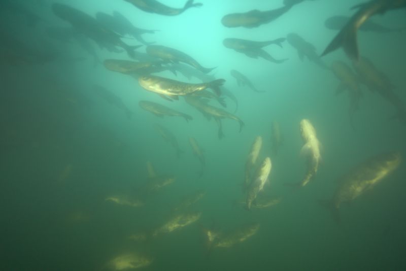 Chasing F1 PRO Fish Finder